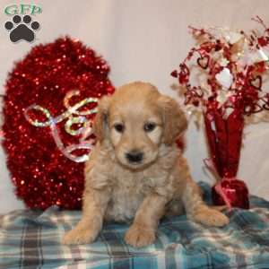 Patience, Mini Goldendoodle Puppy